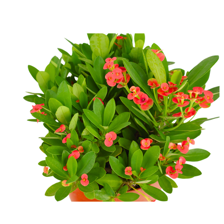 Euphorbia (Crown of Thorns)