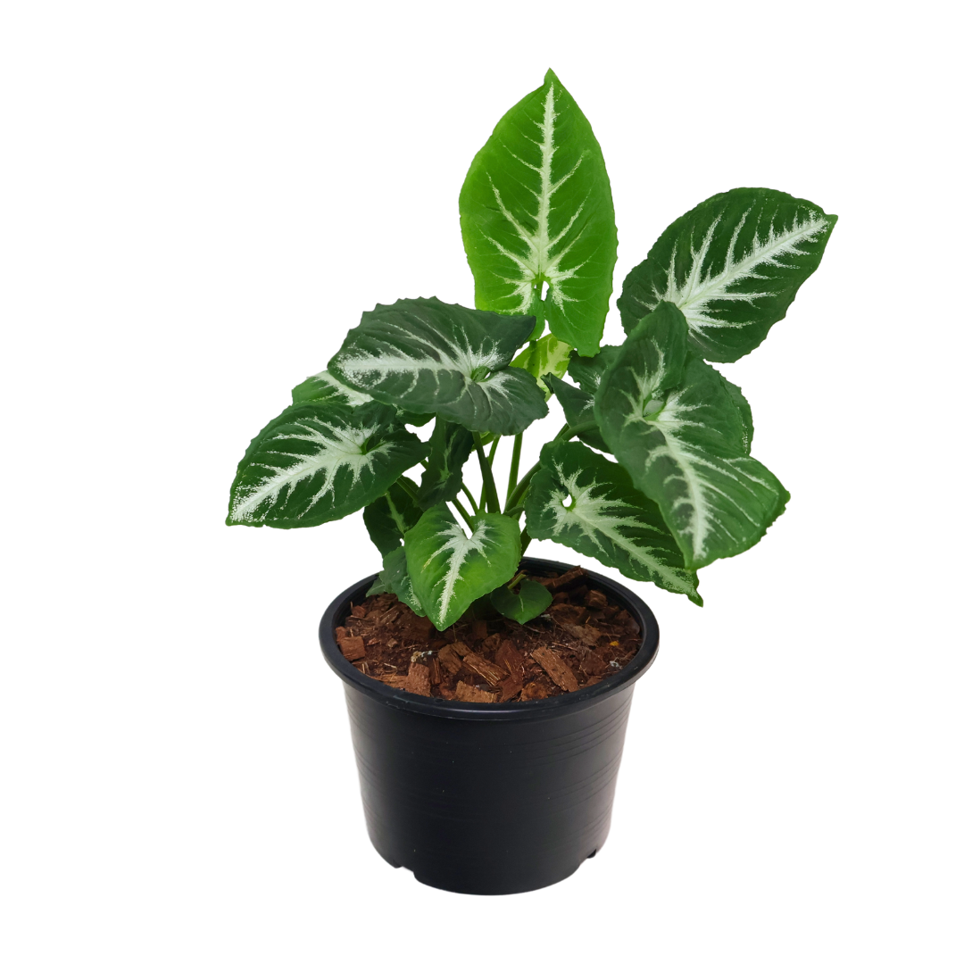 Syngonium Mix (Arrowhead Plant)