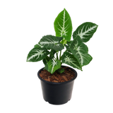 Syngonium Mix (Arrowhead Plant)