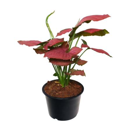 Syngonium Mix (Arrowhead Plant)