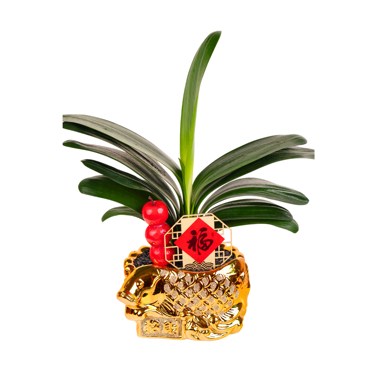 Clivia miniata ( Bush Lily 君子兰) in Festive Pot