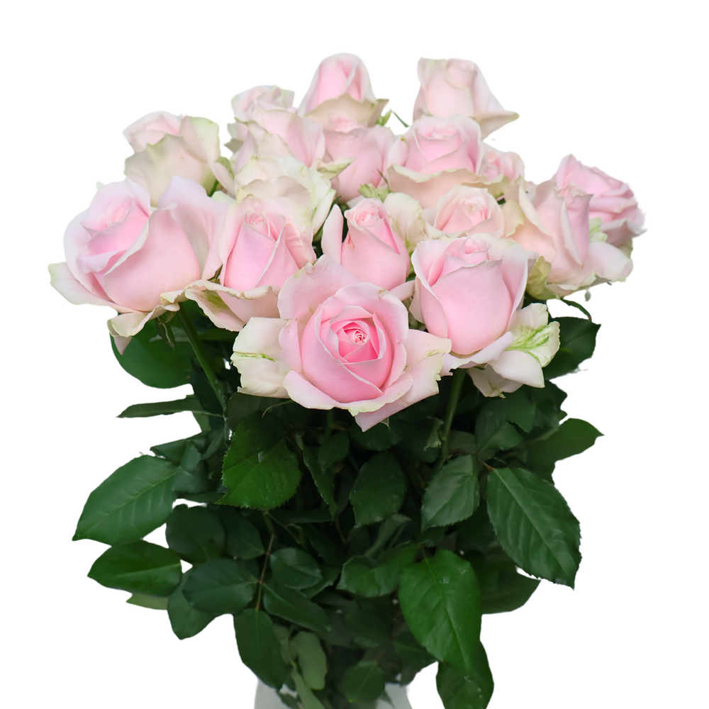 Fresh Roses Non Sprayed Fresh Cut Roses for Sale | Variety of Rose Flowers Available