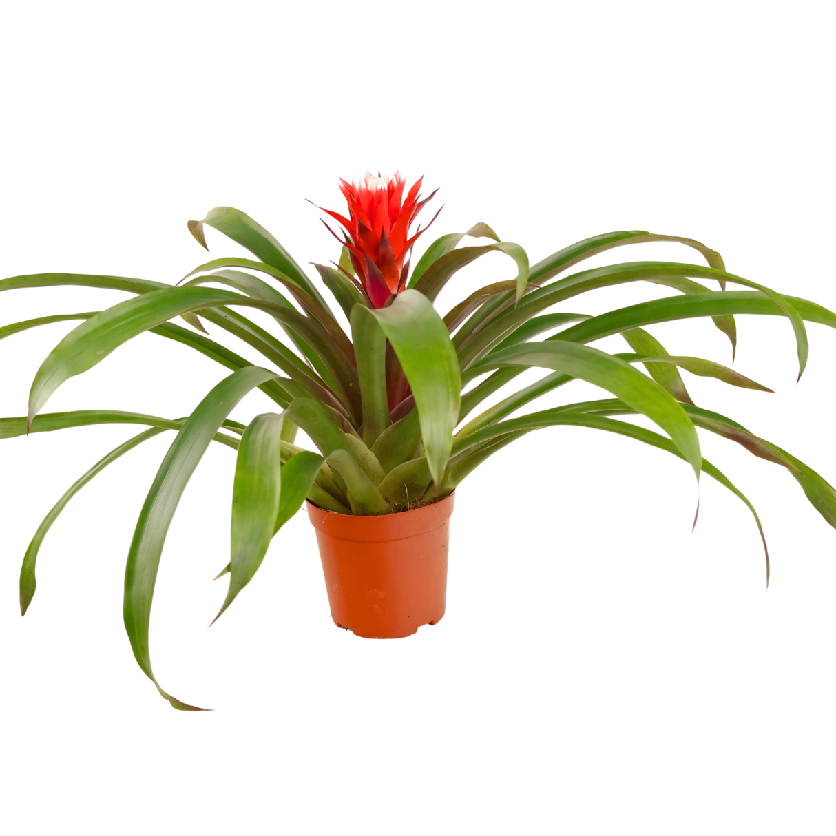 Guzmania Lingulata (Amaretto Red Bromeliad)