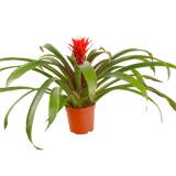 Guzmania Lingulata (Amaretto Red Bromeliad)