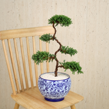 Chinese Juniper (Pine Bonsai) in Ceramic Pot