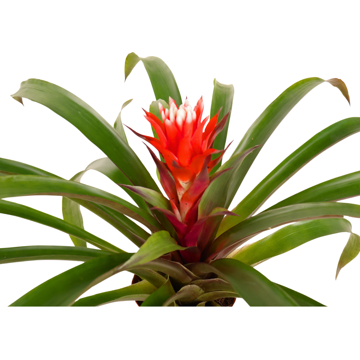 Guzmania Lingulata (Amaretto Red Bromeliad)