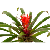 Guzmania Lingulata (Amaretto Red Bromeliad)