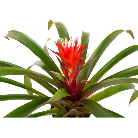 Guzmania Lingulata (Amaretto Red Bromeliad)