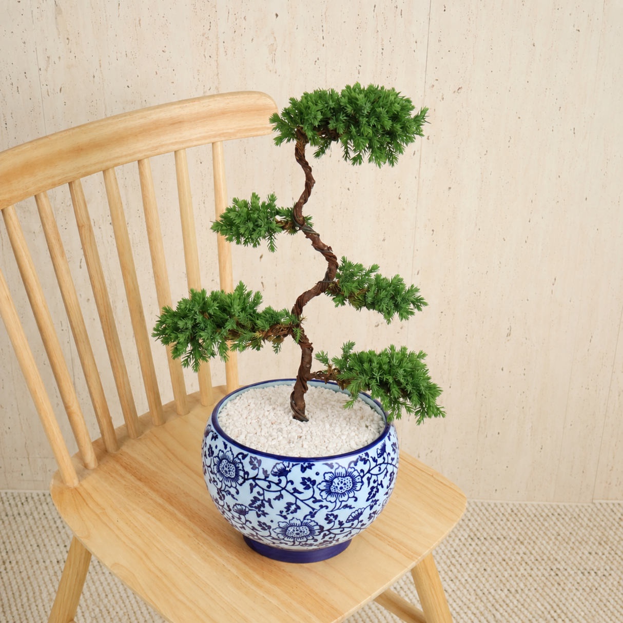 Chinese Juniper (Pine Bonsai) in Ceramic Pot