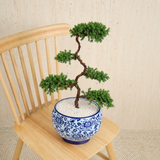 Chinese Juniper (Pine Bonsai) in Ceramic Pot