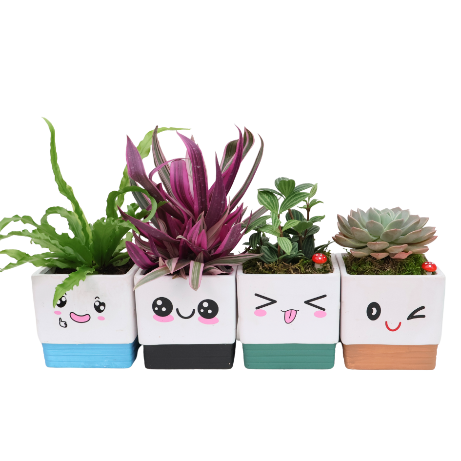 Adorable Pot with Assorted Plant (Gift)