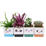 Adorable Pot with Assorted Plant (Gift)