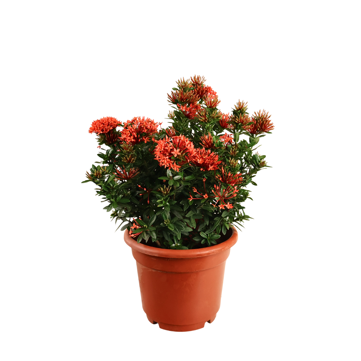Ixora Plant
