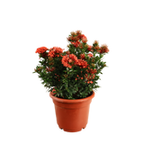 Ixora Plant