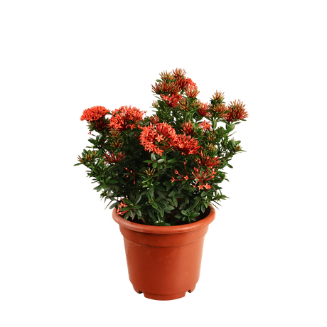 Ixora Plant