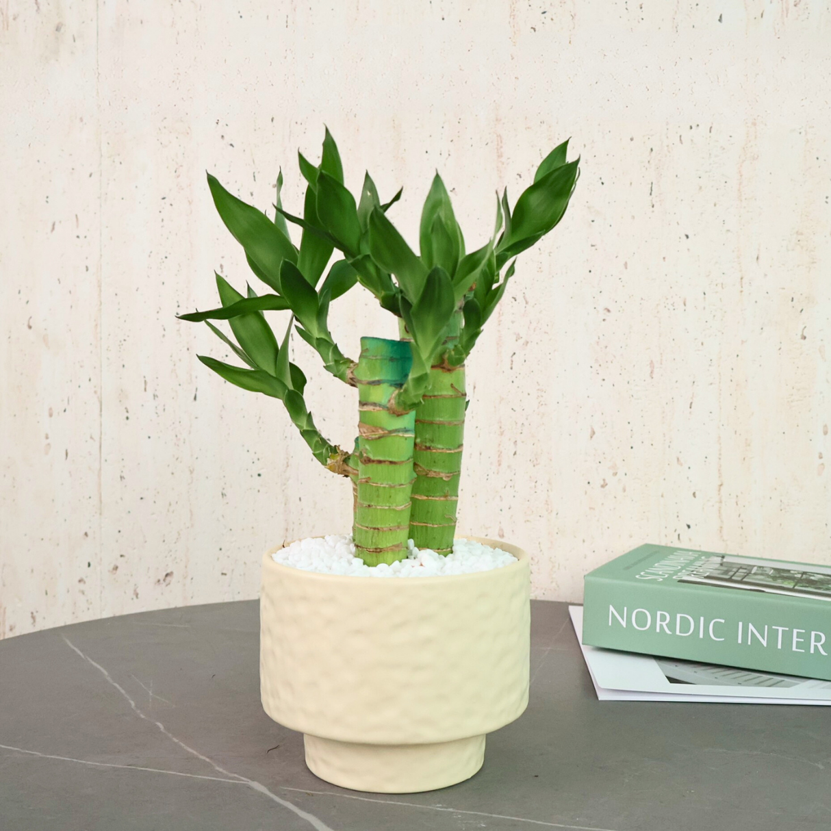 Lucky Bamboo in Ceramic Pot - Corporate Gifts