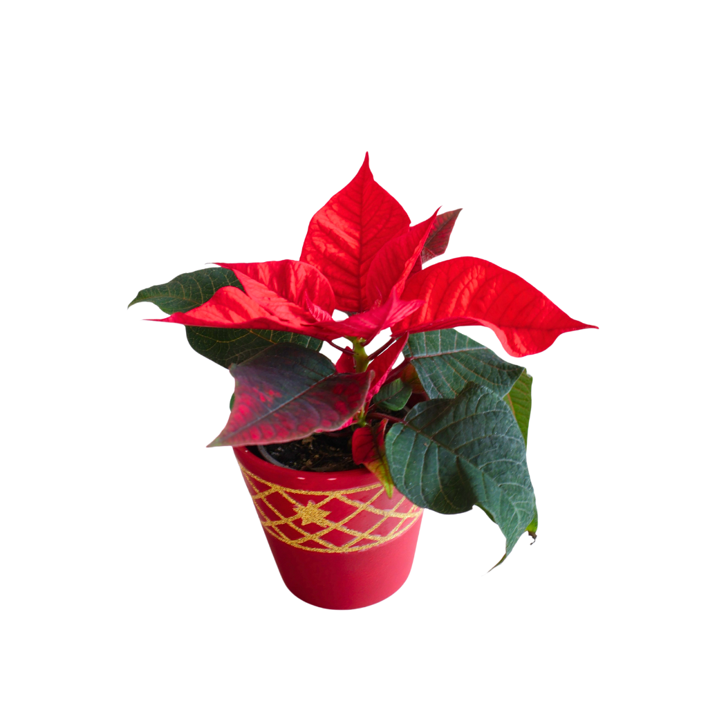 Mini Poinsettia in Festive Pot