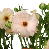 Persian Buttercup (Holland)