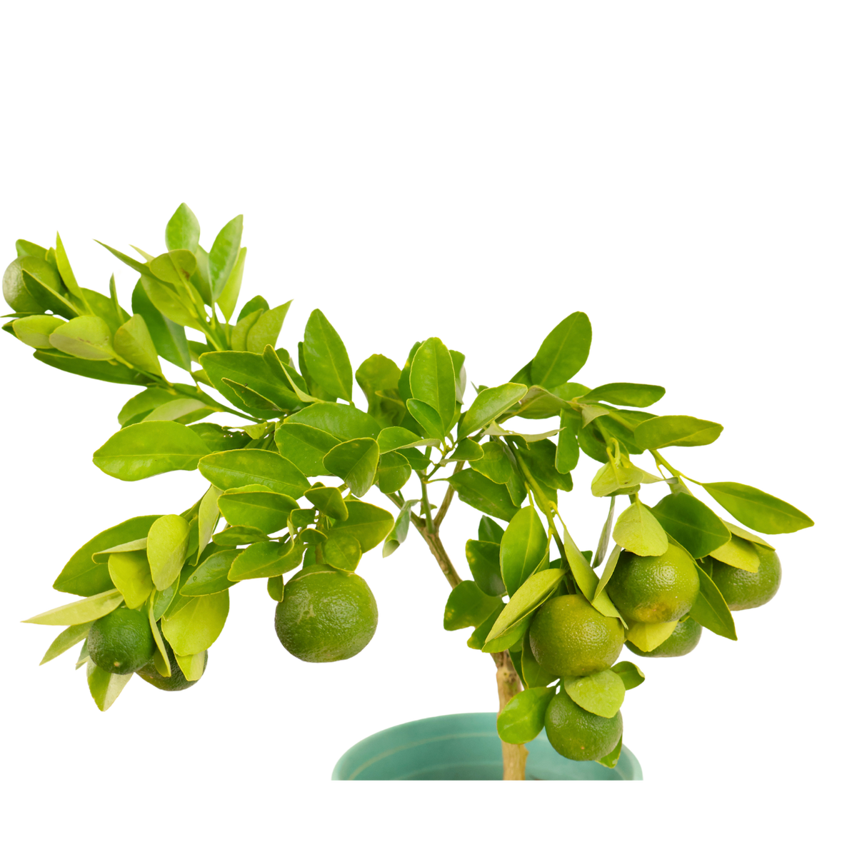 Lime Plant