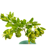 Lime Plant