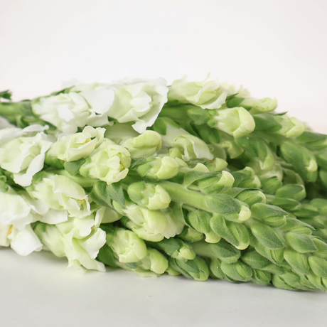 Snapdragon (Vietnam)