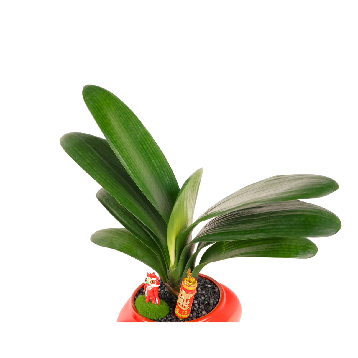 Clivia miniata (君子兰)