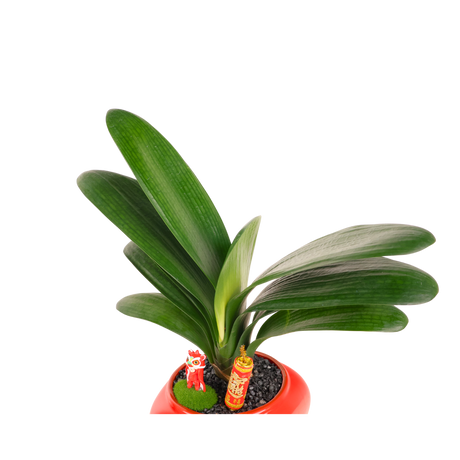 Clivia miniata (君子兰)