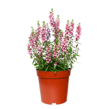 Angelonia Flowering Plant