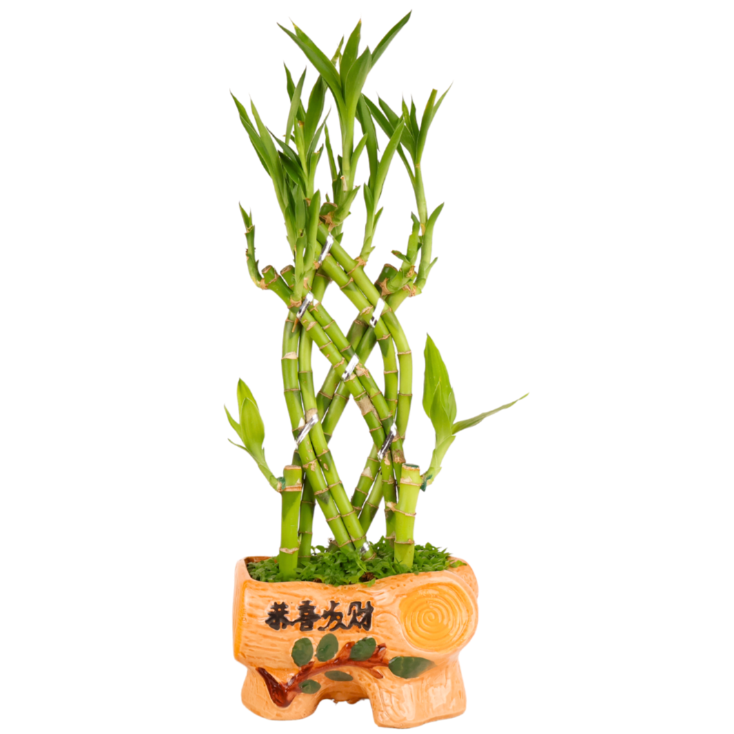 Lucky Bamboo with Dragon Seeds