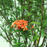 Ixora Red No4