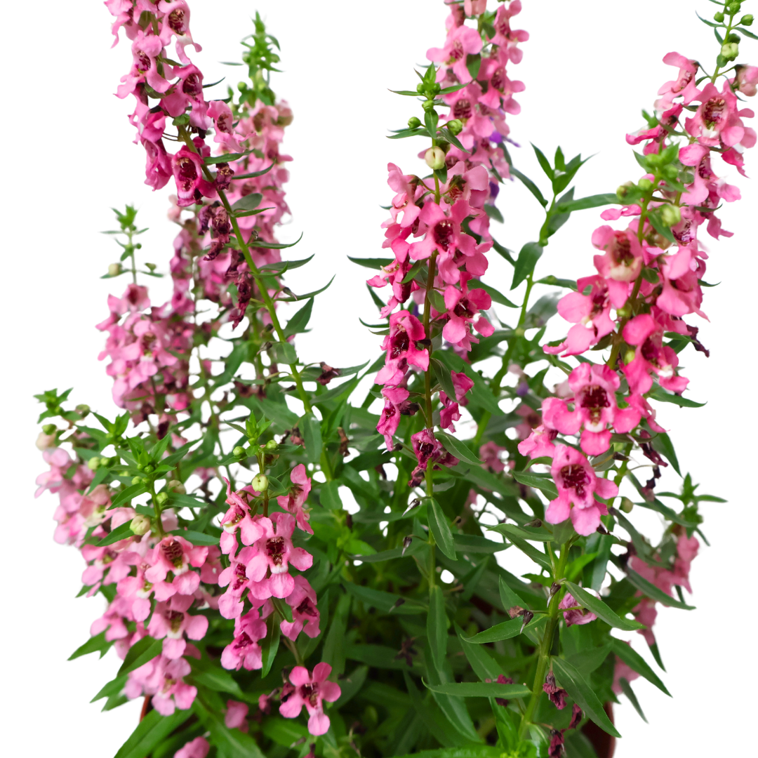 Angelonia Flowering Plant