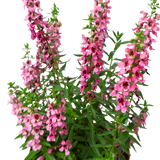 Angelonia Flowering Plant