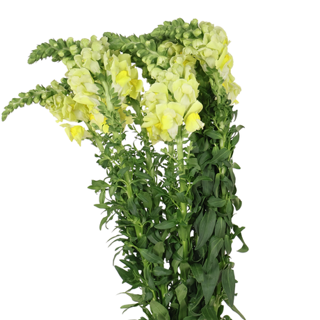 Snapdragon (Vietnam)