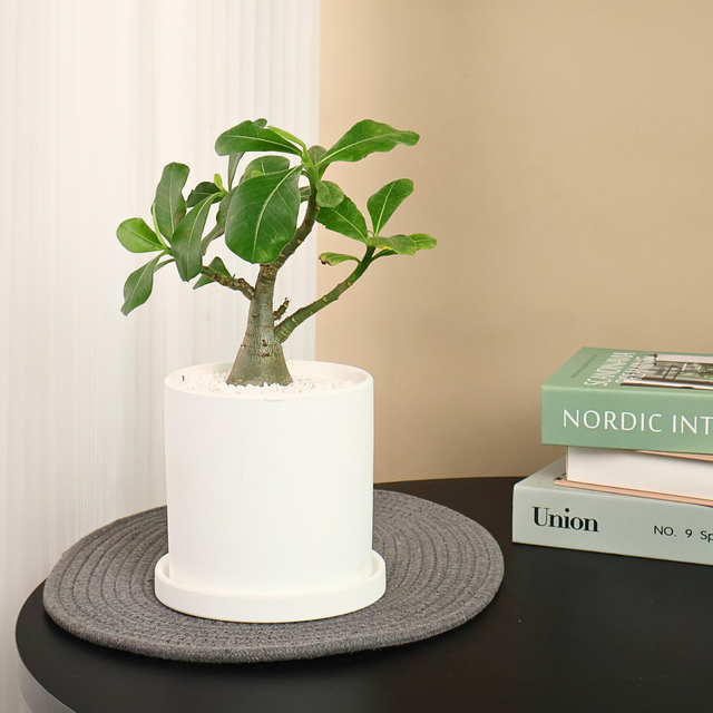 Houseplant in Nordic style vase.