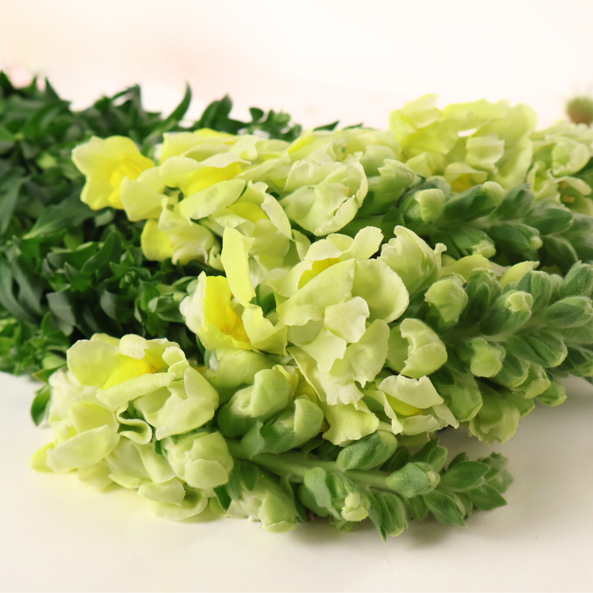 Snapdragon (Vietnam)