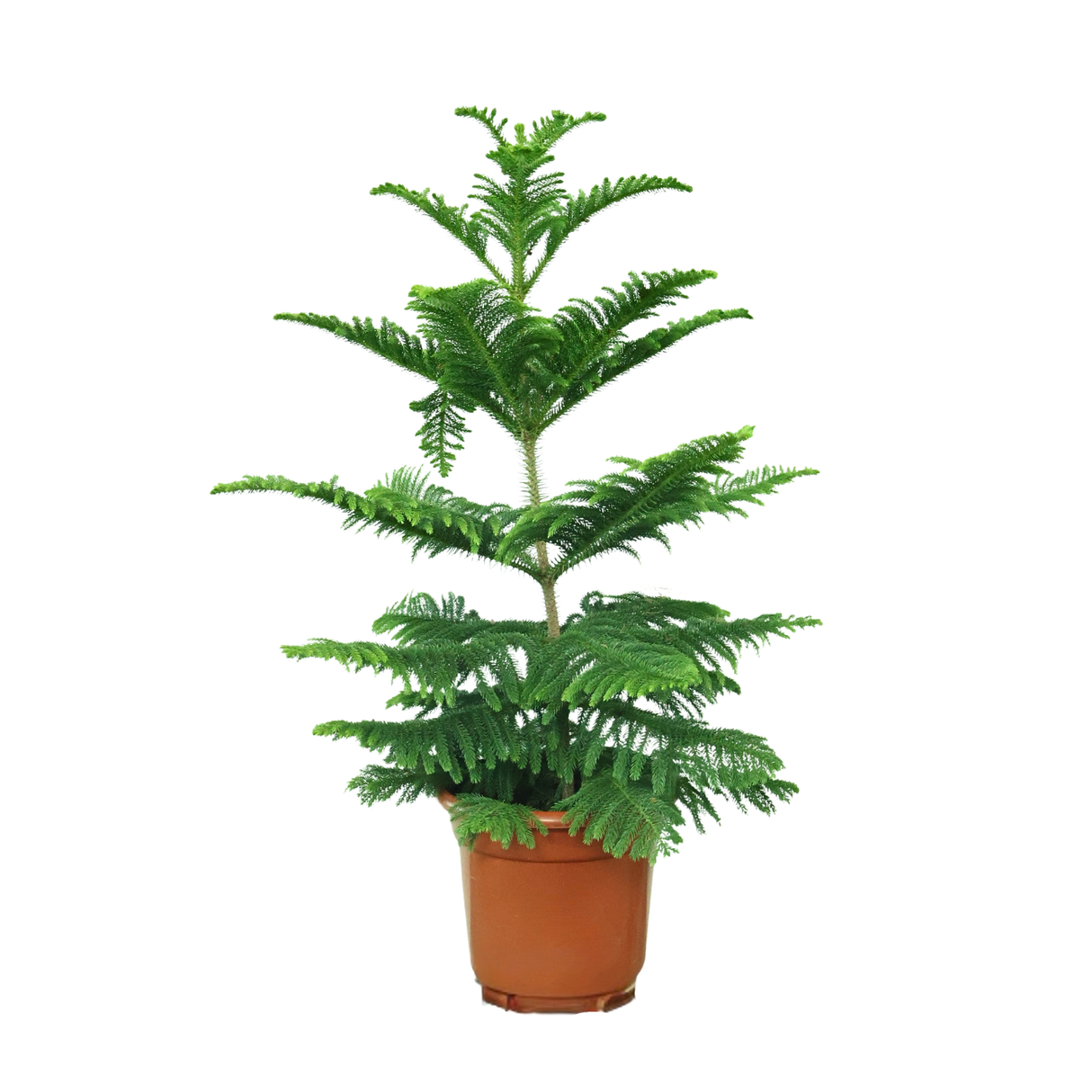 Araucaria Heterophylla