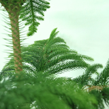 Araucaria Heterophylla