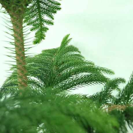 Araucaria Heterophylla
