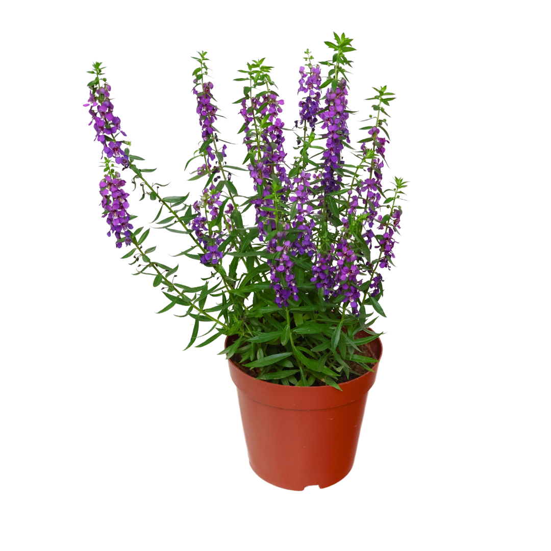 Angelonia Flowering Plant