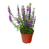 Angelonia Flowering Plant