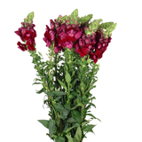 Snapdragon (Vietnam)