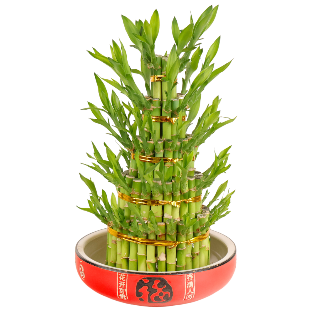 Lucky Tower Bamboo 5 Layer