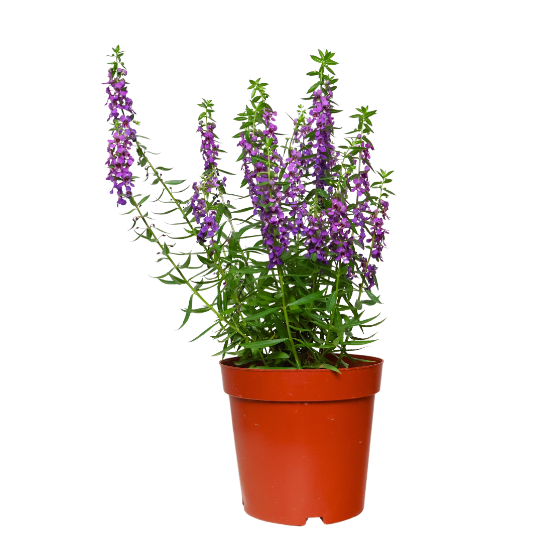 Angelonia Flowering Plant