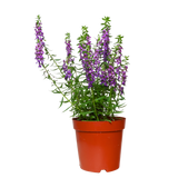 Angelonia Flowering Plant