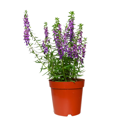 Angelonia Flowering Plant