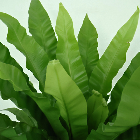 Asplenium Nidus (Bird's Nest Fern)