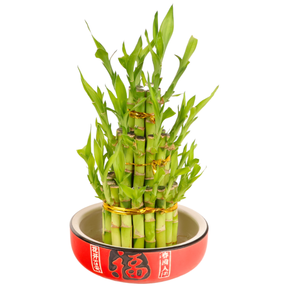 Lucky Tower Bamboo 3 Layer