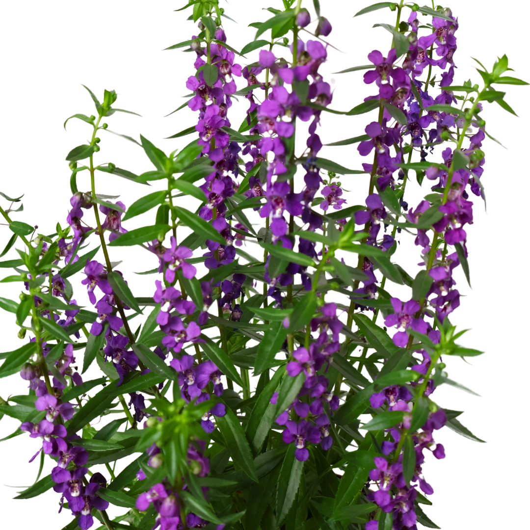 Angelonia Flowering Plant