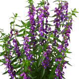 Angelonia Flowering Plant