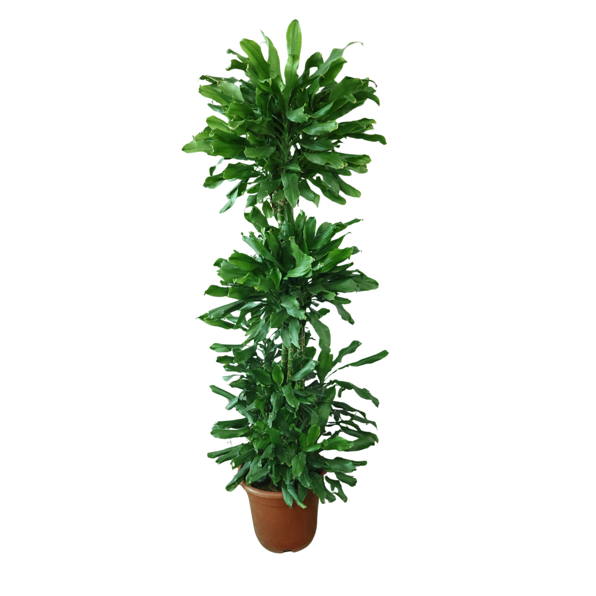 Dracaena Fragrans (Corn Plant)